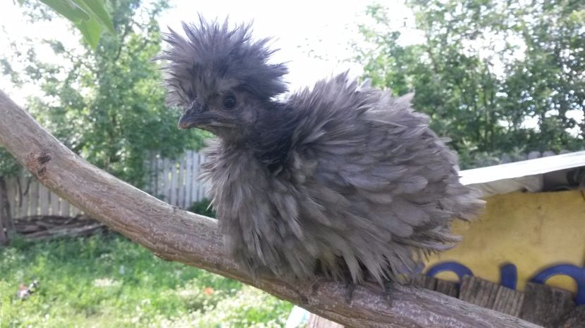 moțată cu mătase - Metisi