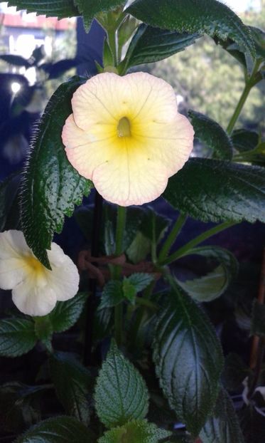 Himalayan Sunrise - Achimenes