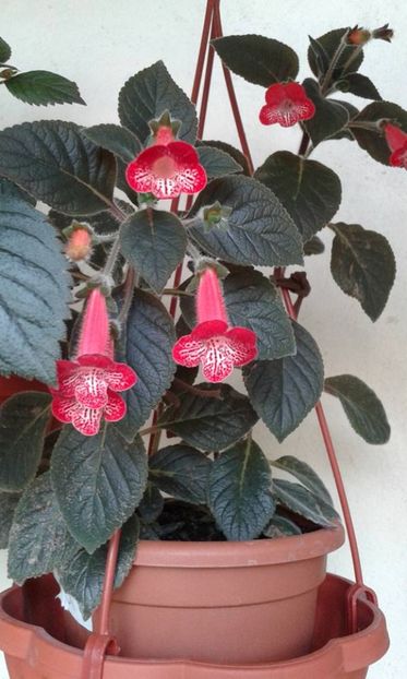 KOHLERIA RUBY - KOHLERII