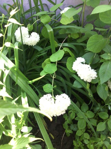  - 01-Flori din curtea mea 2017