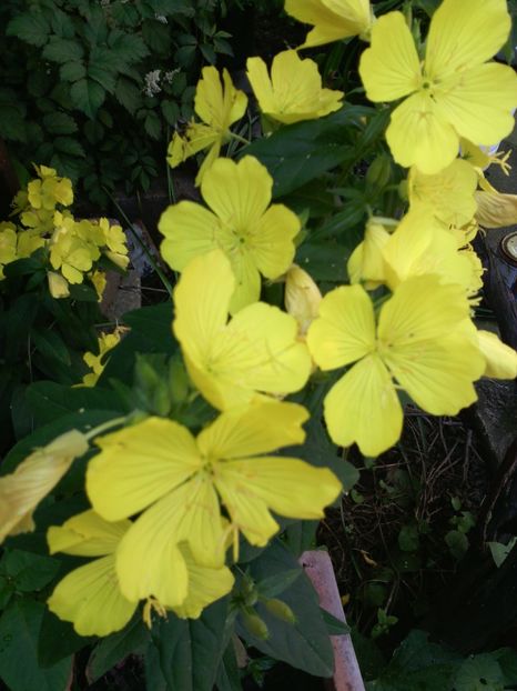 oenothera fruticosa - 01-Flori din curtea mea 2017