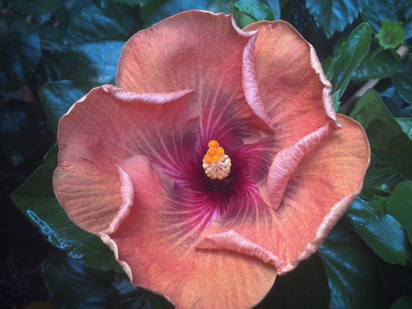 WIN_20170707_085422 - Tahitian Dark Congo