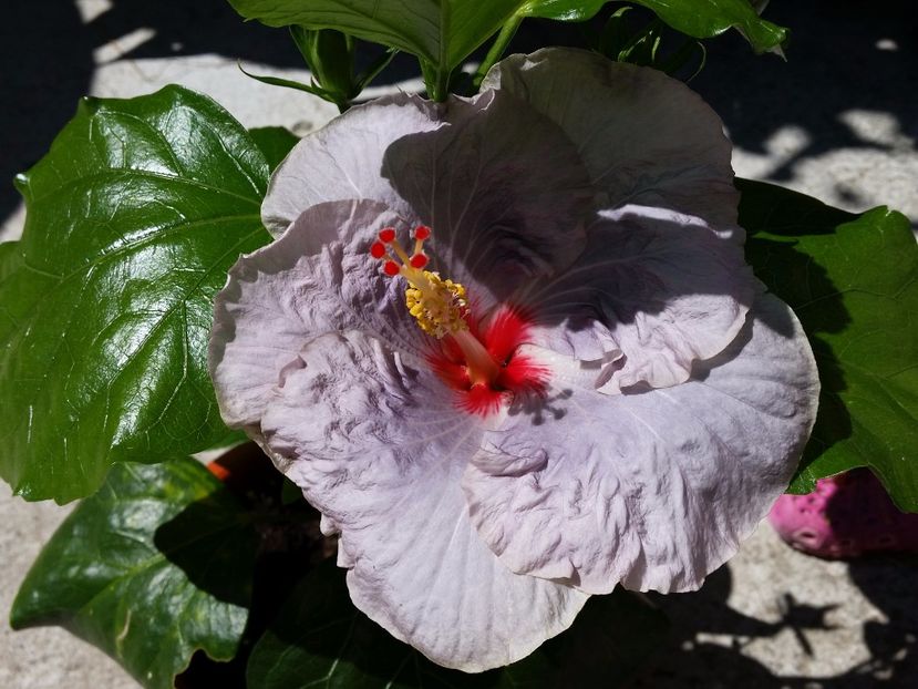 07-07-2017 - Petra-3-pierdut