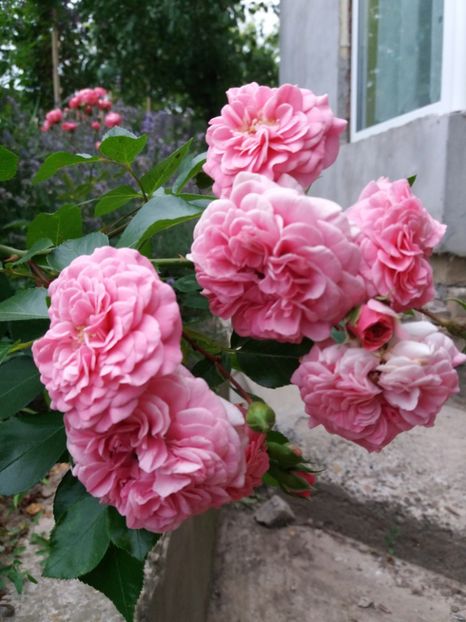  - Les Quatre Saisons