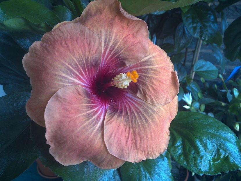 WIN_20170707_095122 - Tahitian Dark Congo