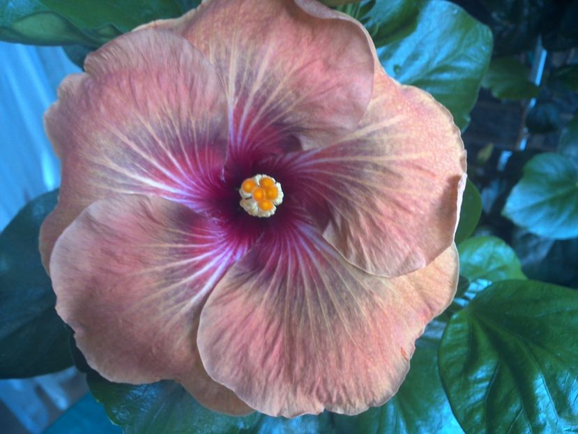 WIN_20170707_095132 - Tahitian Dark Congo