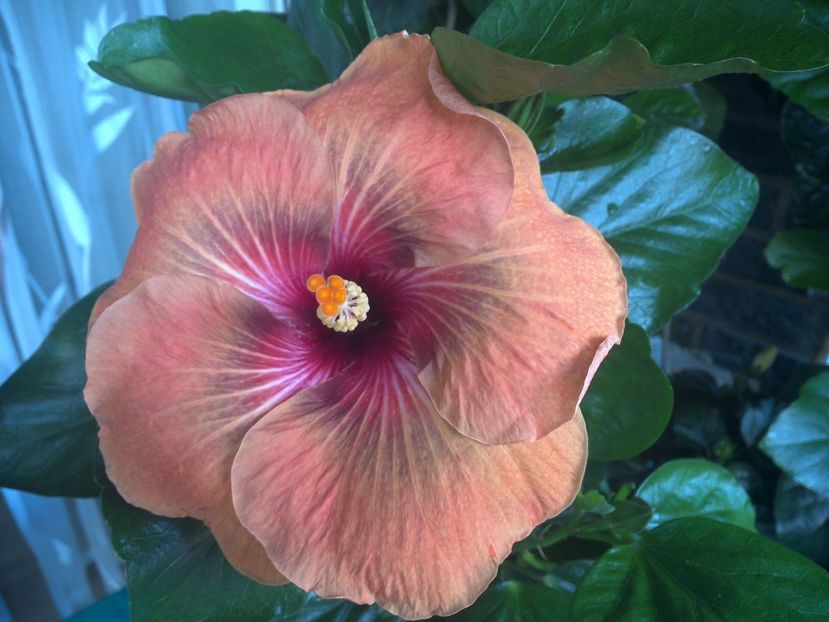 WIN_20170707_095158 - Tahitian Dark Congo