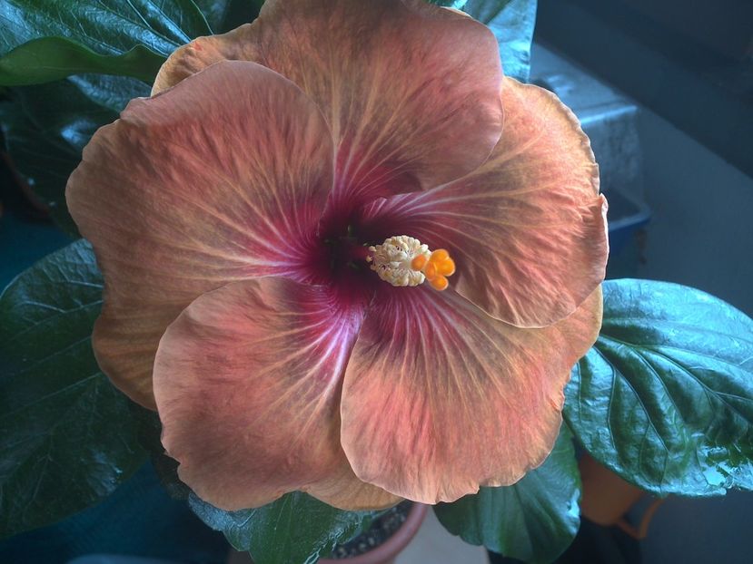 WIN_20170707_100408 - Tahitian Dark Congo