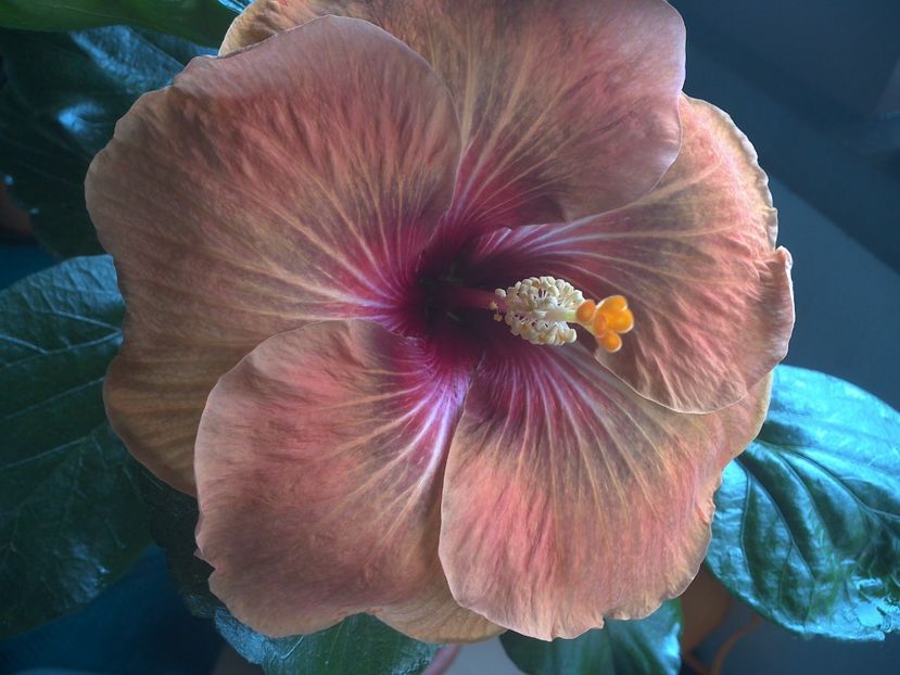 WIN_20170707_100427 - Tahitian Dark Congo