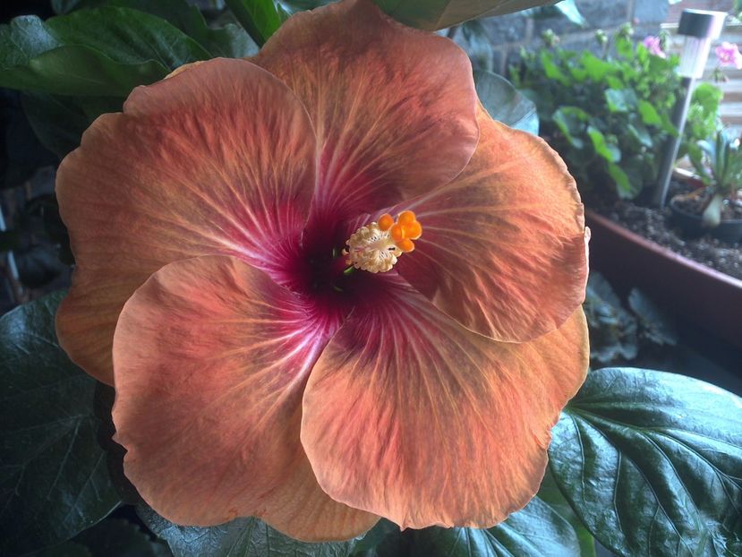 WIN_20170707_101559 - Tahitian Dark Congo