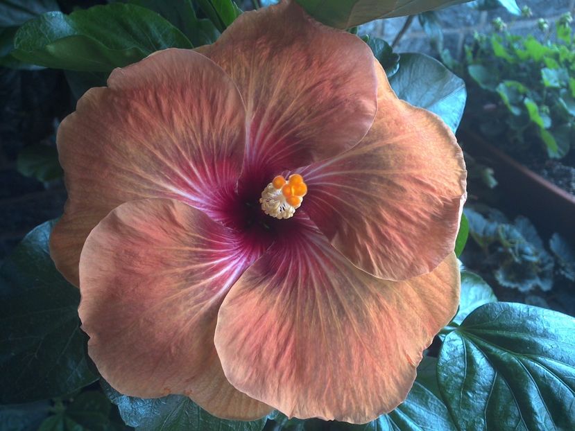 WIN_20170707_101604 - Tahitian Dark Congo