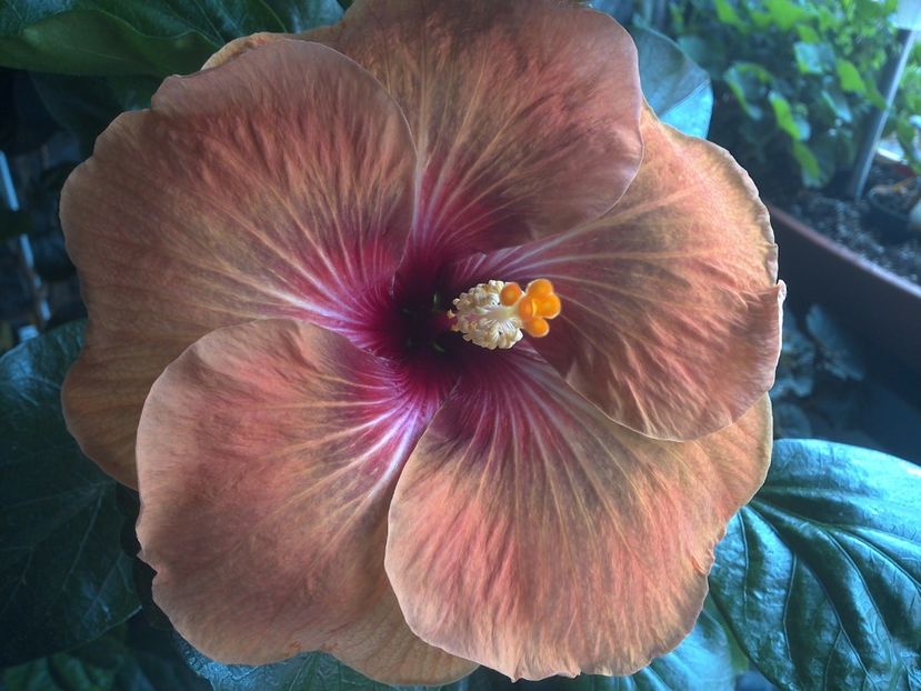 WIN_20170707_101622 - Tahitian Dark Congo