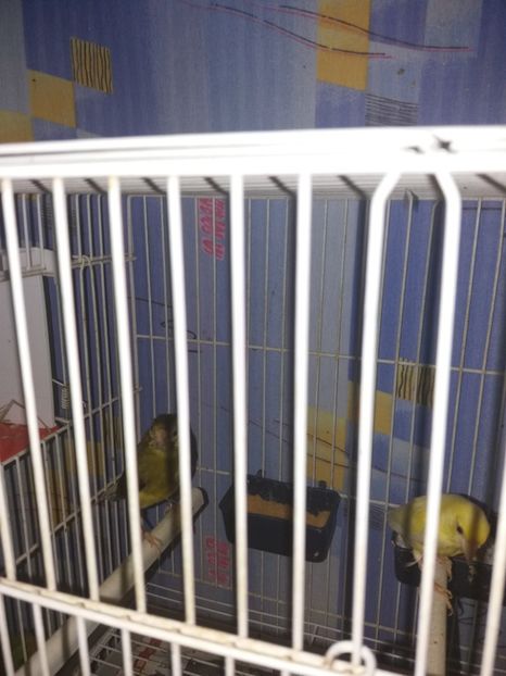  - canari razza espagniola