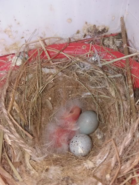  - canari razza espagniola