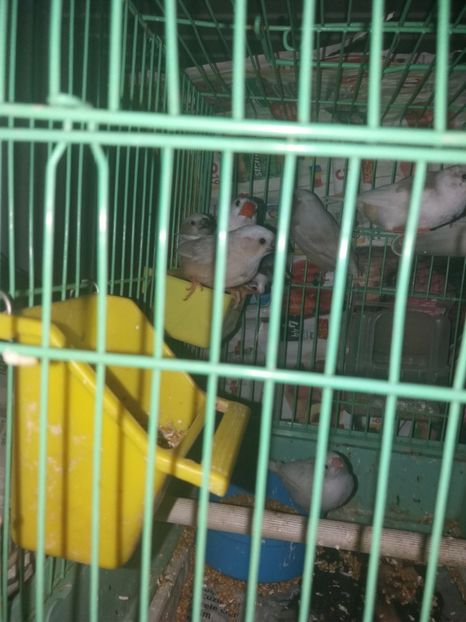  - achizitii zebre australiene si puiuti