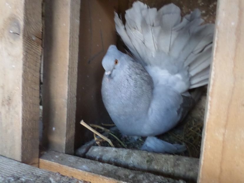 masc 2016 - INDIENI PERECHI 2019