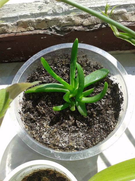 Glottiphyllum nelii - Glottiphyllum