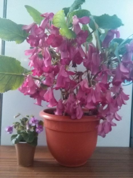 Taurus si Isa Gorgeus - A-Flori 2017