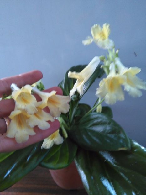 Chirita Aiko - A-Flori 2017