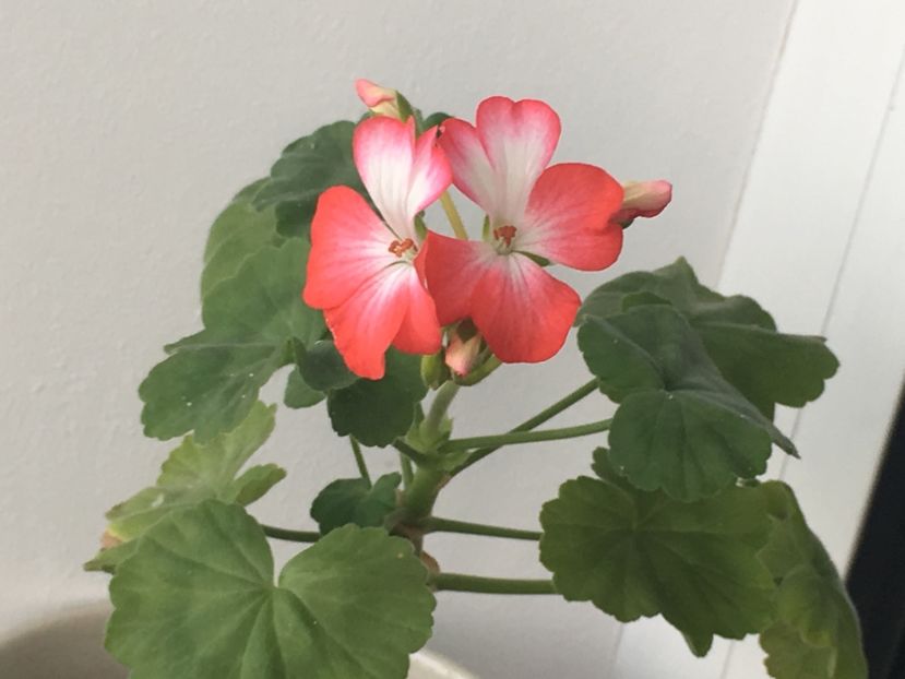 Josephine - Josephine