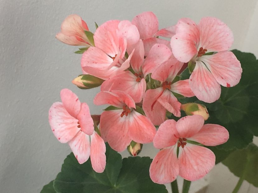 Mosaic - Muscate colectie