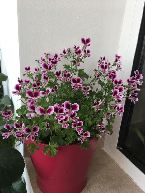 Mosquitaway Eva - Mosquitaway Eva