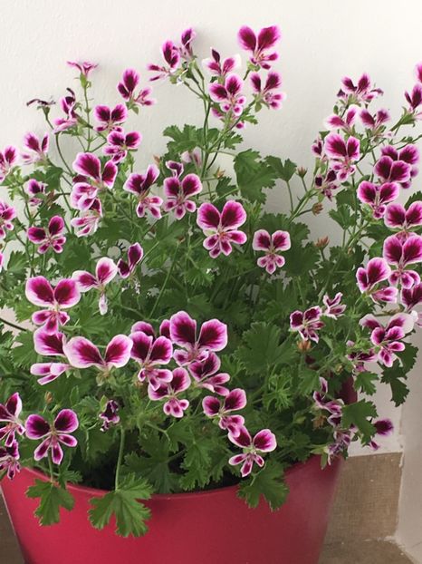 Mosquitaway Eva - Mosquitaway Eva