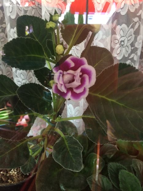 7.07.2017 - Gloxinia Burgundy Queen