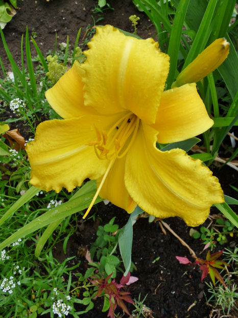  - Hemerocallis