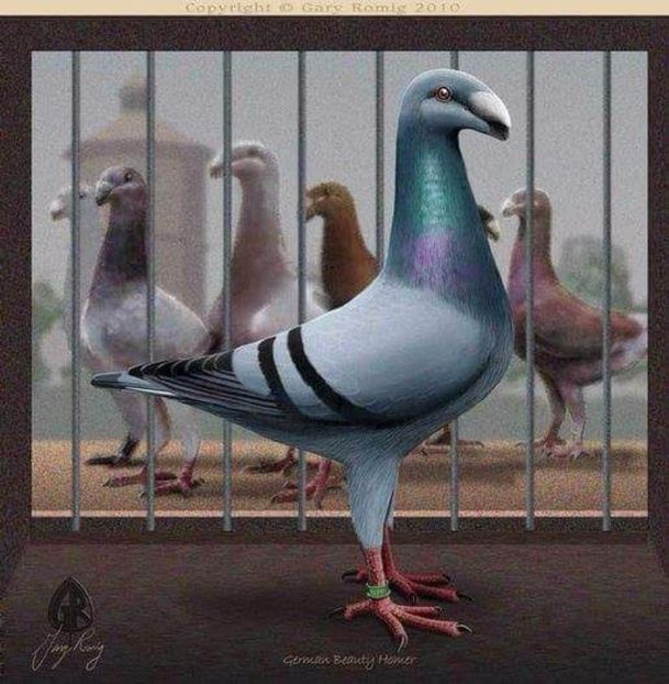 4 - PICTURI PORUMBEI NET