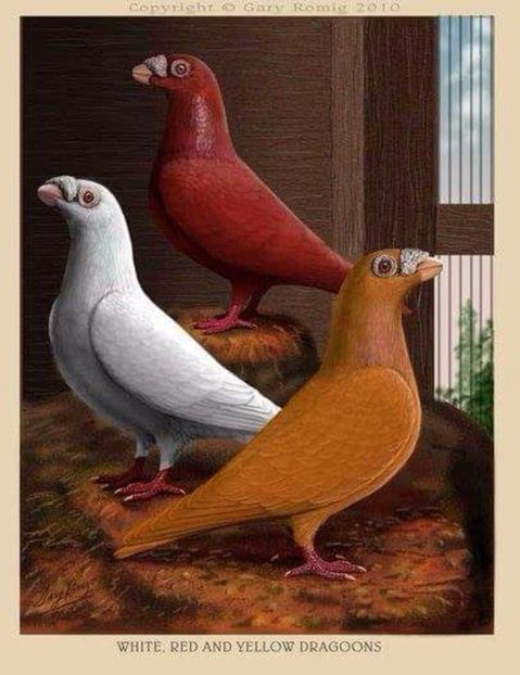 6 - PICTURI PORUMBEI NET