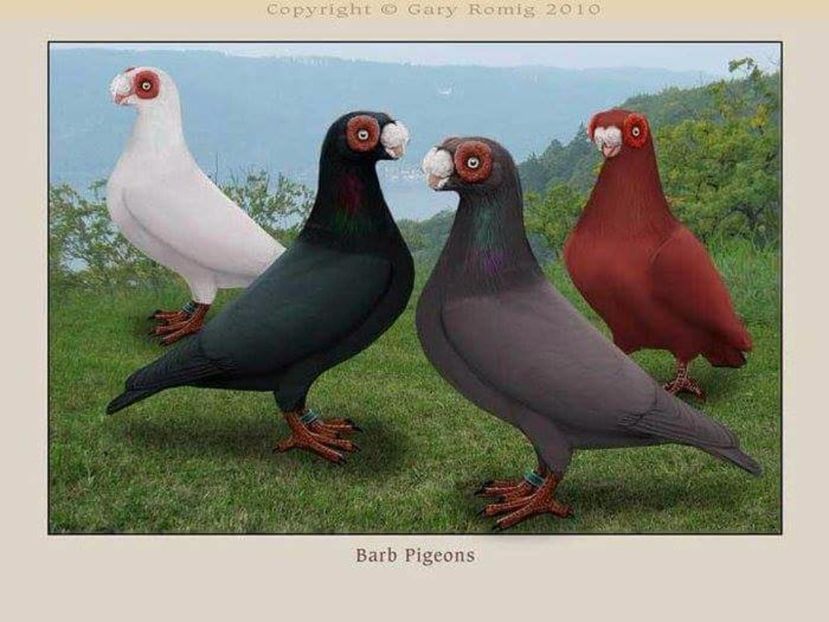 10 - PICTURI PORUMBEI NET