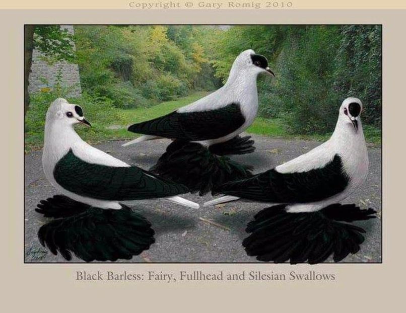 16 - PICTURI PORUMBEI NET