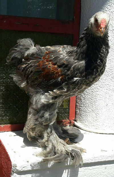 seria 4 - a__Pui si tineret brahma 2017