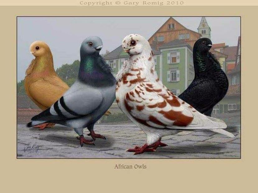 20 - PICTURI PORUMBEI NET