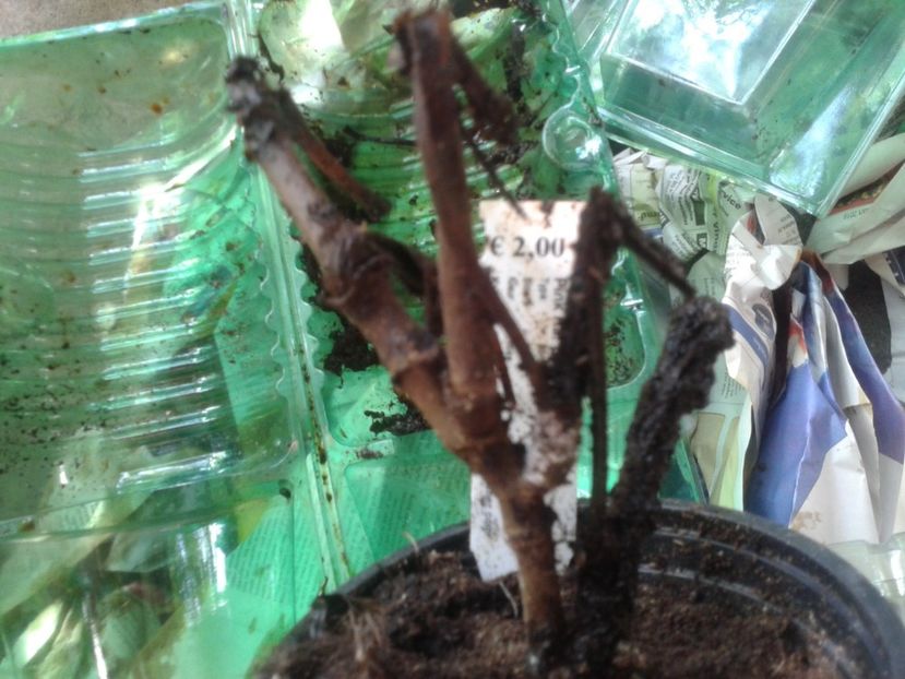 Fotografie0243 - hoya2 si alte plante primite