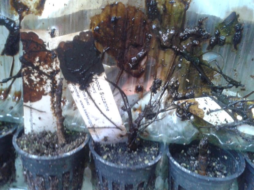 Fotografie0242 - hoya2 si alte plante primite