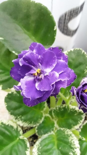 6 iulie - ZZ RS Figaro