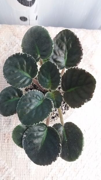 3 iulie - ZZ Aca s Red Ember