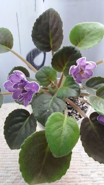 6 iulie - ZZ King s Treasure