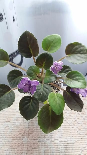 6 iulie - ZZ King s Treasure