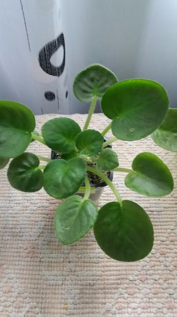 6 iulie - ZZ RS Utonchennyi Vkus -RS Refined Taste