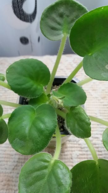 6 iulie - ZZ RS Utonchennyi Vkus -RS Refined Taste