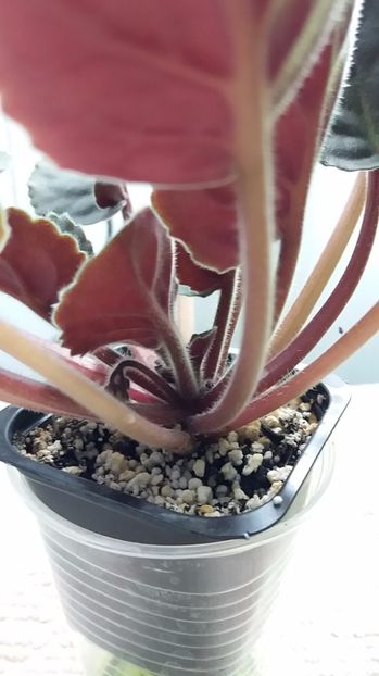 6 iulie - ZZ Emergency