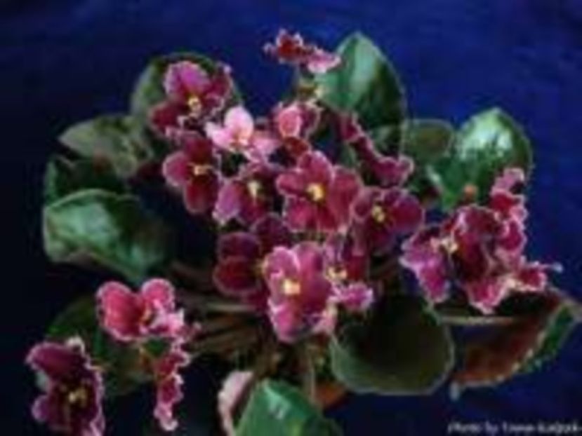 Emergency  poza net - ZZ Emergency