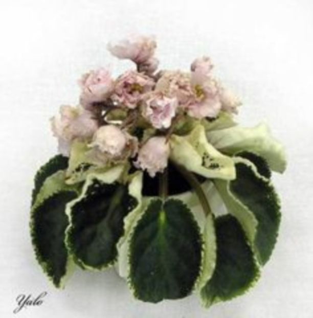 Ian Bokal poza net - ZZ Ian Bokal