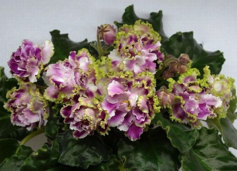 RS Ledianaia Roza poza net - ZZ RS Ledianaja Roza- RS Ice Rose