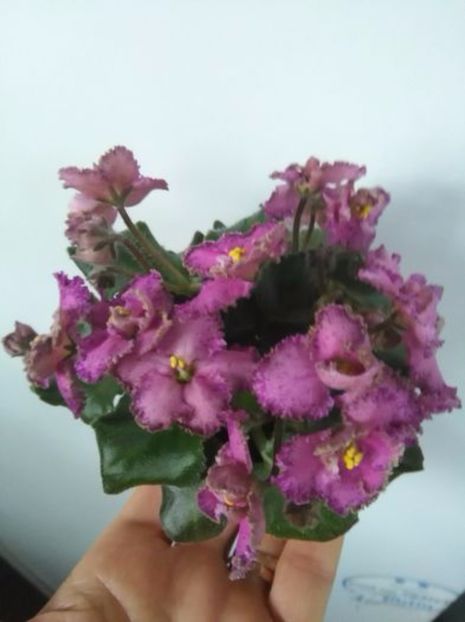 Rob s Hopscotch poza net - ZZ Rob s Hopscotch