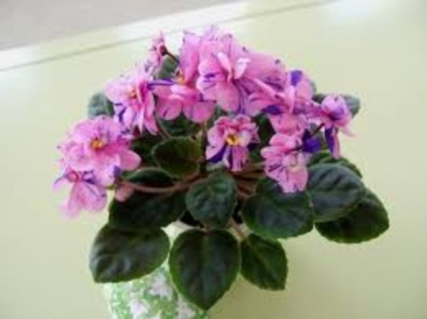 Rob s Dust Storm - ZZ Rob s Dust Storm