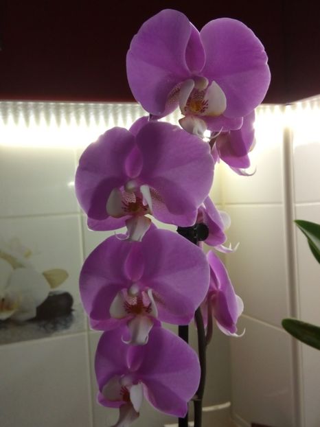  - florile mele dragi